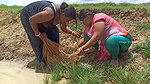 Amazing Village women fishing in village pond   Po