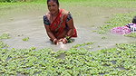 Amazing Village women fishing in village pond   vi