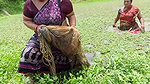 Amazing Village women fishing in village pond   vi