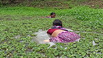 Amazing Village women fishing in village pond   vi