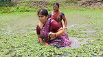 Amazing Village women fishing in village pond   vi