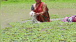 Amazing Village women fishing in village pond   vi
