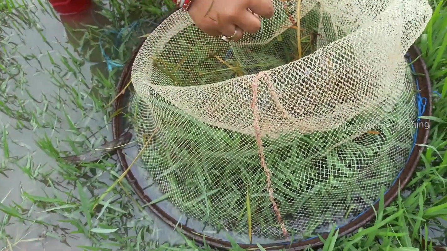 Amazing village women fishing technique    village