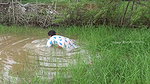 Amazing village women fishing technique    village