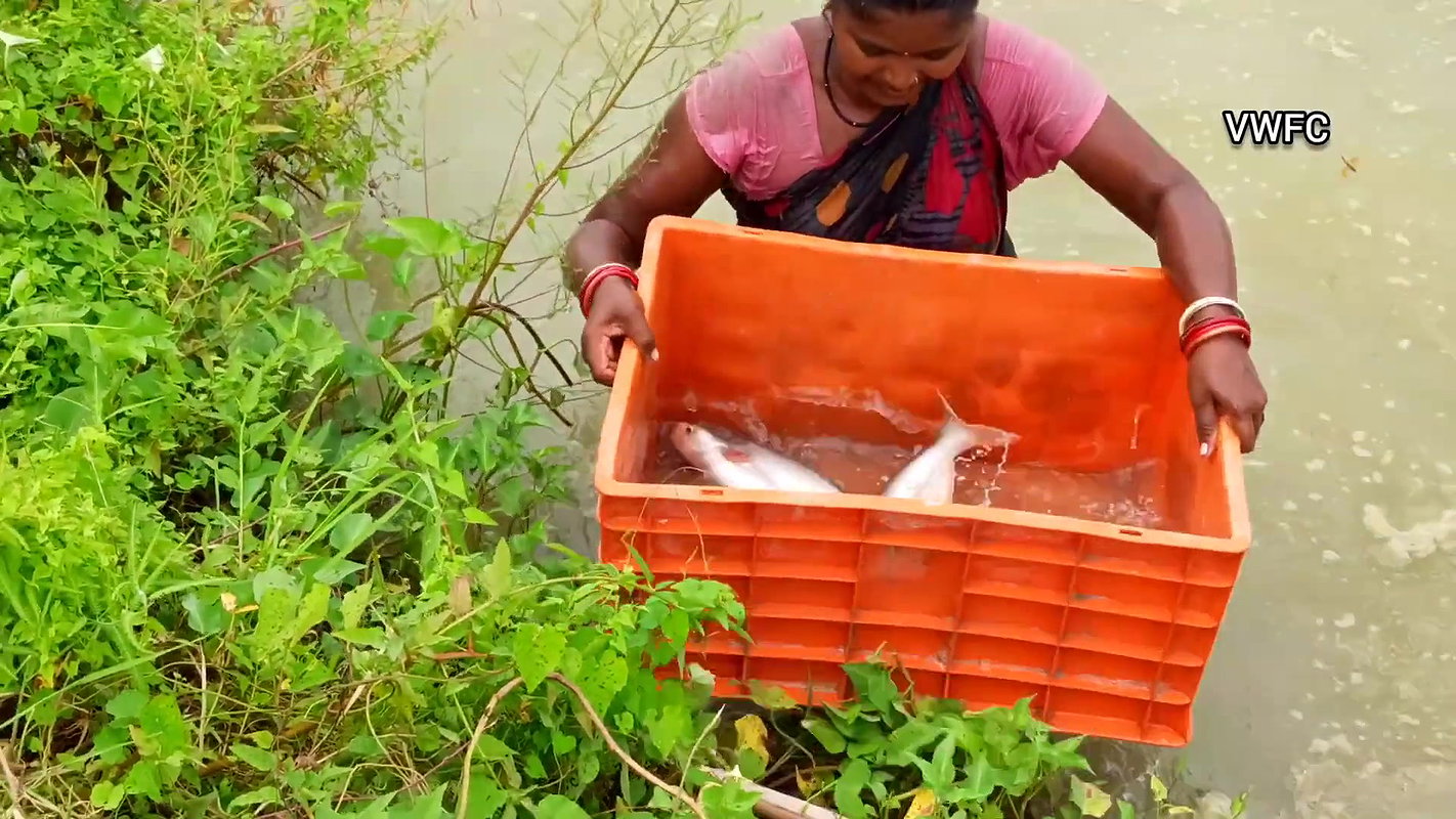 Amazing village women fishing using big net  মৌনি
