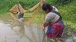 Amazing Village women fishing video