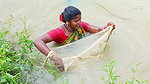Amazing Village women Fishing    Incredible Fishin