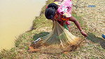 Amazing Village women Fishing    Traditional Net F
