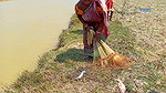 Amazing Village women Fishing    Traditional Net F
