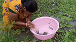 Amazing village women fishing    Women fishing Til