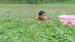 Amazing village women fishing    Women fishing Til