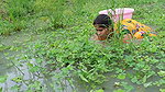 Amazing village women fishing    Women fishing Til