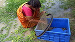 Amazing Village women Hand fishing   Unique fishin