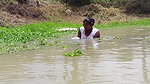 Amazing Village women Hand fishing   Village women