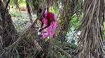 Amazing Village Women hook fishing    Very Big Fis