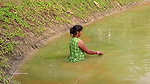 Amazing Village Women Hunting Carp fish with cast
