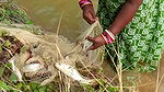 Amazing Village Women Hunting Carp fish with cast