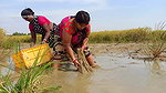 Amazing Village Women Incredible Fishing   Big Mur