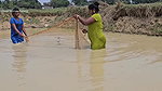 Amazing Village Women Net Fishing in Muddy Water