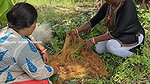 Amazing Village Women Net Fishing in Village fish