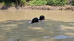 Amazing Village Women Net Fishing Video in Mud Wat
