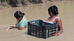 Amazing Village Women Net Fishing Video in Mud Wat