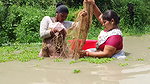 Amazing Village Women Net Fishing Video in Village