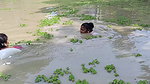 Amazing Village Women Net Fishing Video in Village