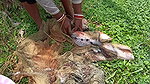 Amazing village women net fishing video   Mouni fi