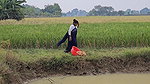 Amazing Village Women Net Fishing Video    Village