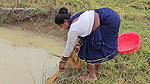 Amazing Village Women Net Fishing Video    Village