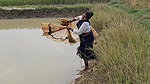 Amazing Village Women Net Fishing Video    Village