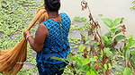 Amazing Village women net fishing   Big Fish