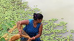 Amazing Village women net fishing   Big Fish