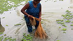 Amazing Village women net fishing   Big Fish