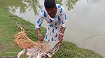 Amazing village women net fishing   Big Piranha fi