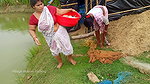Amazing Village women net fishing   In fish pond