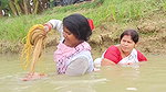 Amazing Village women net fishing   In fish pond