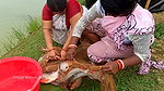 Amazing Village women net fishing   In fish pond