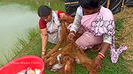 Amazing Village women net fishing   In fish pond