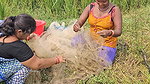 Amazing Village Women Net Fishing    Village Women