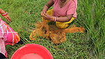 Amazing Village Women new Fishing video    Village