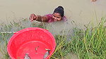 Amazing Village Women new Fishing video    Village