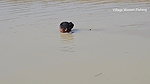 Amazing Village Women New Net fishing video    Mou