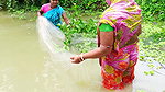 Amazing Village Women Traditional Fishing Techniqu