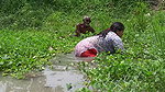 Amazing Village women Traditional Fishing with Gra