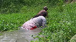 Amazing Village women Traditional Fishing with Gra