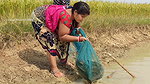 Amazing Village Women Traditional Hand Fishing   B