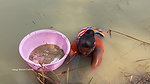 Amazing Village Women Traditional Hand fishing   M