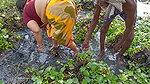 Amazing Village Women traditional hand fishing